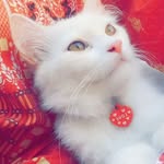 Samina azam - @saminaazam433 - Instagram