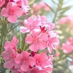 Samina Iftikhar - @samina18240 - Instagram
