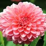 Samina Iftikhar - @samina2686 - Instagram