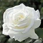 Samina Nazir - @samina9884 - Instagram