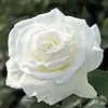 Samina Nazir - @saminanazir4 - TikTok