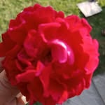Samina Nazir - @_perfectlyyummy - Instagram