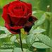 Samina Patel - Facebook