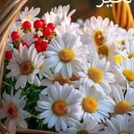 Samir Farah - @samirfarah62 - Instagram