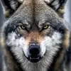 Samir Tamer - @samir.tamer38 - TikTok