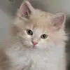 Samira Bani - @samirabani - TikTok