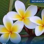 Samira Castro - Facebook