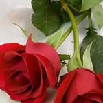 Samira Darwish - @samira.darwish.735 - Instagram