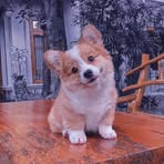 Samira Davila Dela Cruz - Facebook
