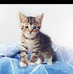 Samira Dhaliwal - Facebook