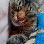 gatucho 😏🥰 - @samirafranklin135 - Instagram