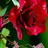 Samira Tammy Gibson - @samiratammygibson - TikTok
