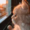 Samira Jaffar - @samira.jaffar4 - TikTok