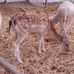 Samira Khalili - Facebook