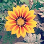 sasa - @samira.lashkari79 - Instagram