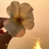 Samira madani - @samiramadani12 - TikTok