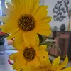 Samira Madani - @user7947733960139 - TikTok
