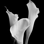 Samira Meyer - Facebook