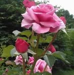 Samira Moradi - Facebook