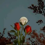 Samira Nur - Facebook