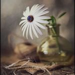 samira.parsa - @samira.parsa8 - Instagram