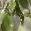 Samira Popel - @samira.popel - TikTok