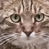 Samira Salkic - @samira.salkic5 - TikTok