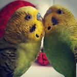 Sammy & Ashley🐦💛💚 - @birdflufflez - Instagram