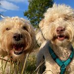 Sammy & Bailey 🐾🐶 - @sammyundbailey - Instagram