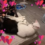 Sammy Bailey - @sammymotherbear - Instagram