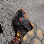 Sammy Bailey 🐢 - @sammybaileyla - Instagram