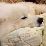 @barney_the_sammy - Instagram