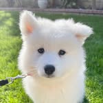 Barney the Samoyed - @barneythesammy - Instagram