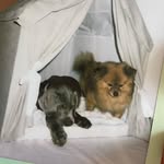 Sammy & Barney - @labraandthepomchi - Instagram