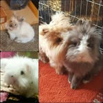 Sammy&Barney&Logan&Balou(😇🌈😇) - @logan_sammy - Instagram