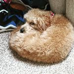 Sammy Bates - @sammy_peanut - Instagram