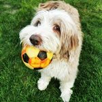 S A M M Y - @sammy_the_beardedcollie - Instagram