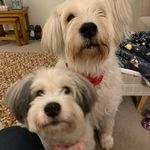 Sammy - @sammy_bear_dog - Instagram