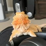 Sammy The Beardie - @sammy.the.beardie_ - Instagram