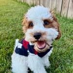 Sam - @sammyboy.duff - Instagram
