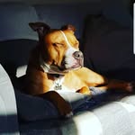 Steven Disley - @sammyboydisley - Instagram