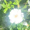 Sammybrown - @sammybrown687 - TikTok
