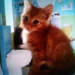 Sammy_Bryson_Batman - @kittyfamily_peace_life - Instagram