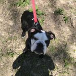 Sammy - @sammythebullcapps - Instagram