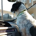 🐕Sammy Carson🐕 - @sammy_the_fluffy_cow_doggo - Instagram