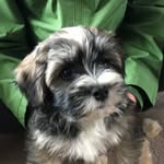 Rosemary Sing - @sammy_cheekymonkey - Instagram