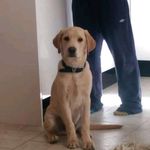 sammy davidson - @sammy_davidson1 - Instagram