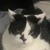 sammydickson04 - @sammydixon09 - TikTok