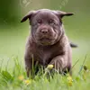 Samantha🐶❤ - @doglover_sammy - TikTok
