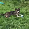 user8125336694014 - @sammythedoglover0234 - TikTok